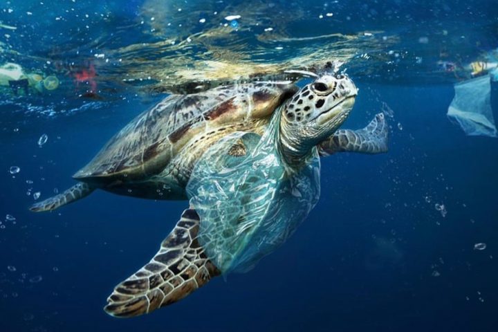 プラスチックゴミに関する啓蒙広告